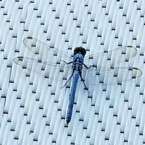 Meet your Posher, Judy